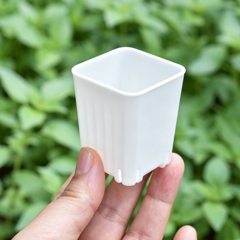 50-100 adet 4cm Mini kalın bey - Food Storage Plants incelemesi ve fiyatı