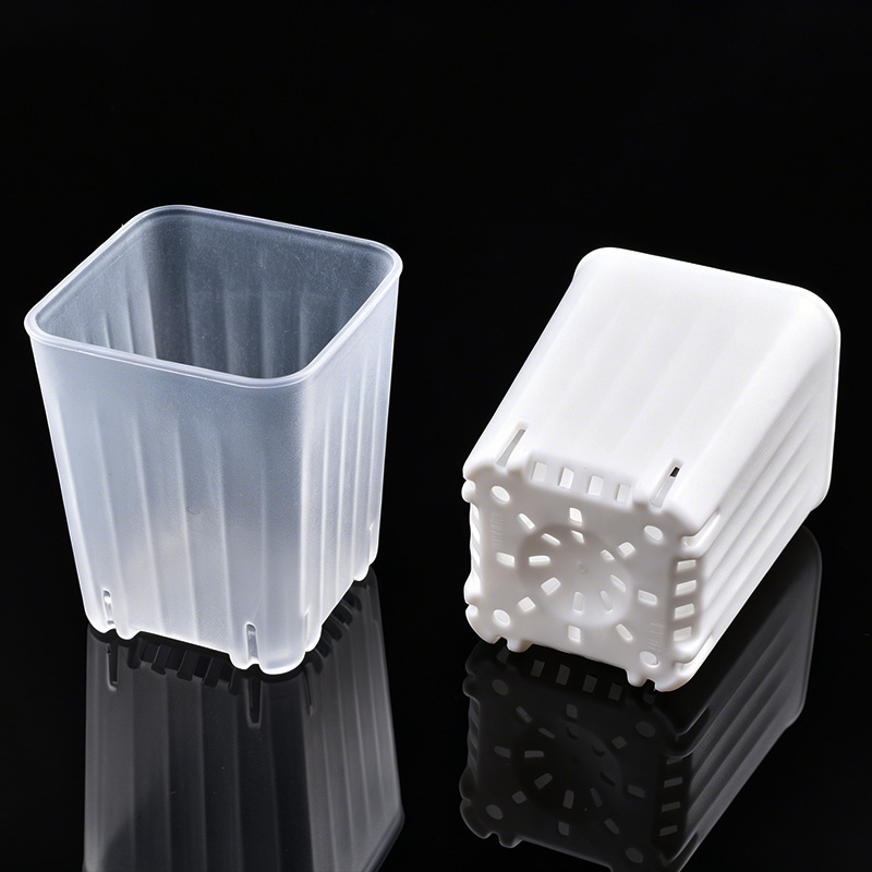 50-100 adet 4cm Mini kalın bey - Food Storage Plants incelemesi ve fiyatı