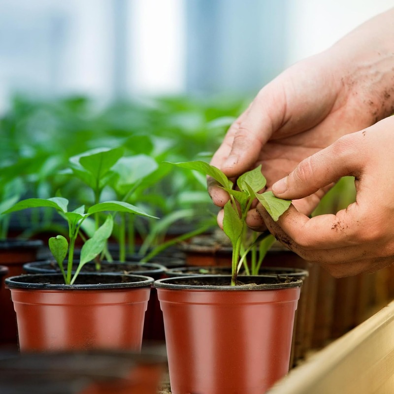 100/20x Fide Yetiştirme Saksıs - Food Storage Plants incelemesi ve fiyatı